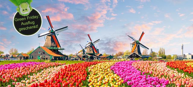 Tulpenblüte Holland