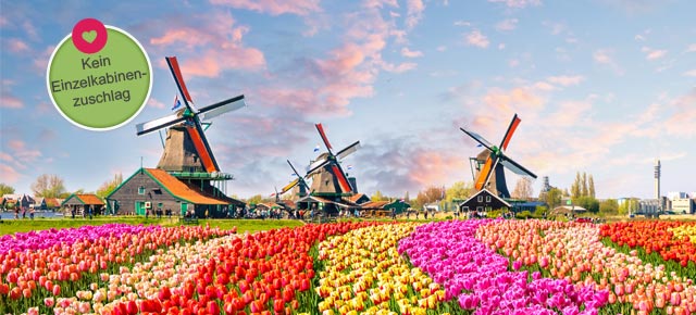 Tulpenblüte Holland | Singles' Day Special
