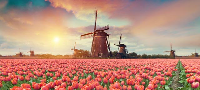 Flower Power in the Netherlands